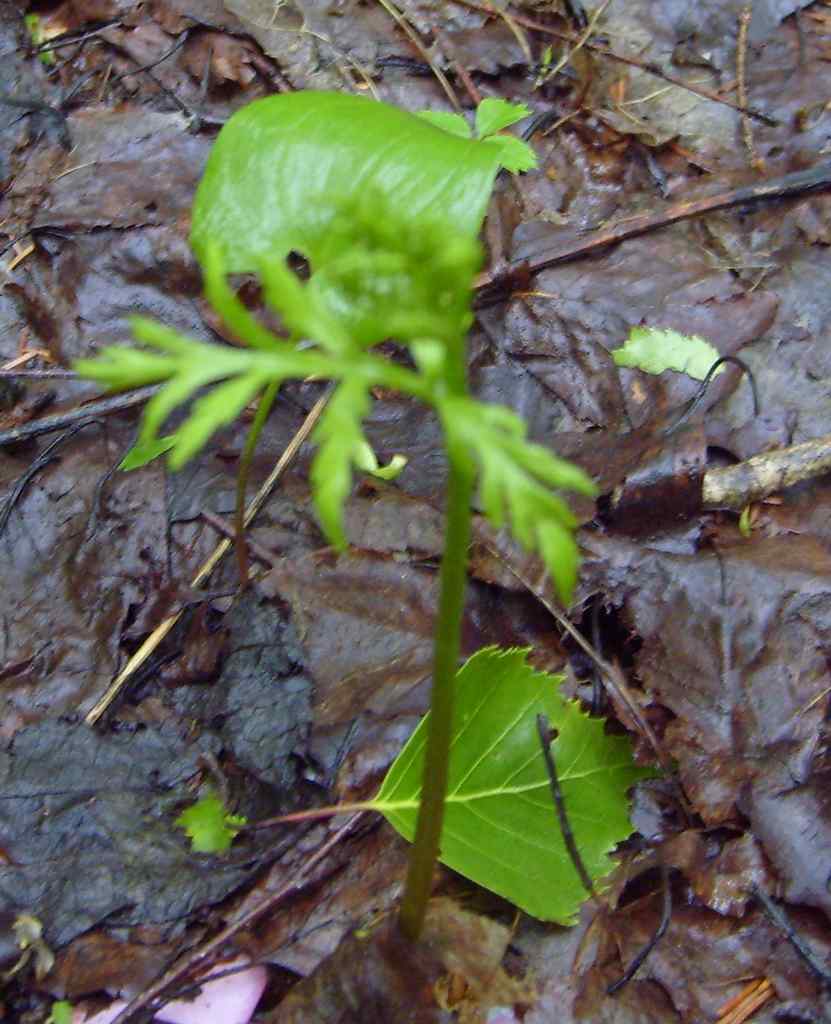 Botrychium lanceolatum (S.G. Gmel.) Angstr. –гроздовник ланцетный.